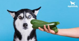 Can Dogs Eat Zucchini