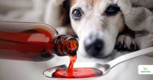 cough medicine for dogs