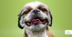 Reverse Sneezing In dogs