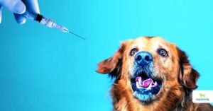 which dog vaccines are necessary