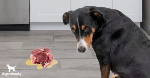 dog throwing up undigested food