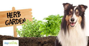 garden herbs for dogs