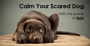 help a fearful dog