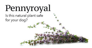 is pennyroyal safe for dogs