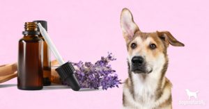 lavender oil for dogs