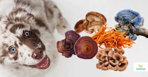 Medicinal Mushrooms For Dogs