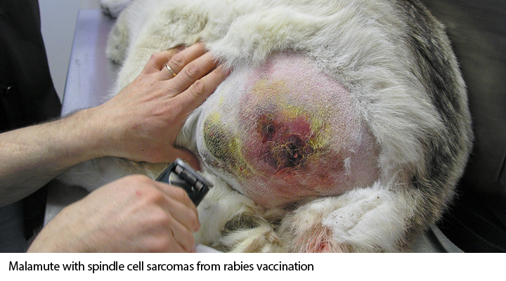 spindle cell sarcomas from rabies vaccine
