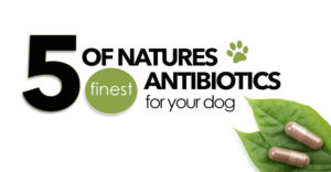 topical antibiotics for dogs