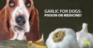 can dogs eat garlic question